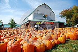 Pumpkin Farm