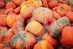 Pumpkin on the farm market. Natural local products on the farm market. Harvest