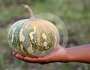 Pumpkin in farmars hand