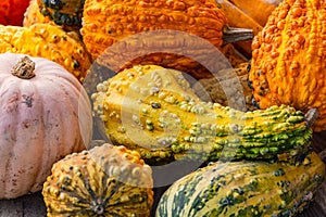 Pumpkin at a farmers market for baking, cooking and decorating in autumn