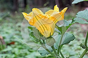 Pumpkin Female Flower on Vine