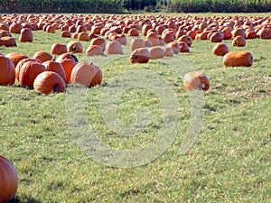 Pumpkin field