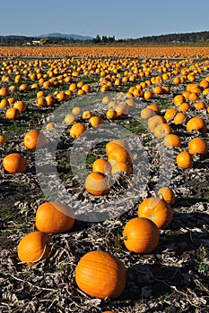 Pumpkin field