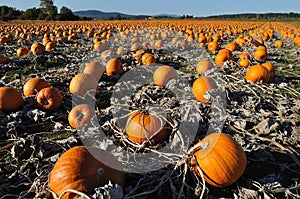 Pumpkin field