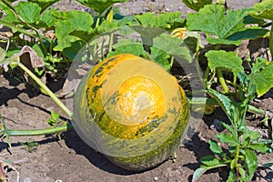 Pumpkin on field