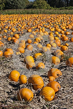 Pumpkin field