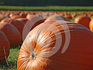 Pumpkin field 5