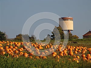 Pumpkin Field