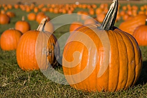 Pumpkin field