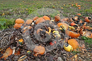 Pumpkin field in autumn with a pile of  rotten, moulded or otherwise damaged fruits. photo