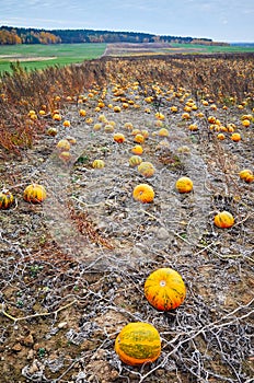 Pumpkin field in autumn.