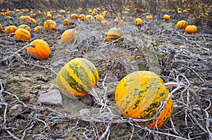 Pumpkin field in autumn, selective focus.