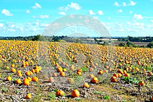 pumpkin field and blue skies