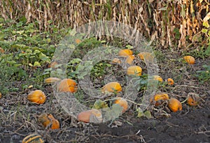 Pumpkin field on a bright autumn day photo