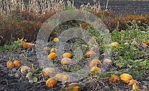 Pumpkin field on a bright autumn day photo