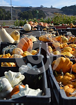Pumpkin Field in California photo