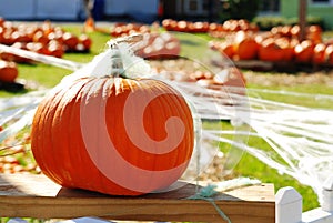 Pumpkin Field Close up