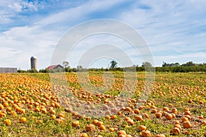 Pumpkin field in a country farm, autumn landscape.