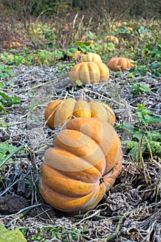 Pumpkin field in a country farm.