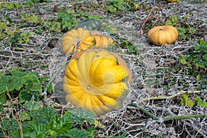 Pumpkin field in a country farm.