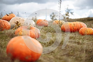 Pumpkin field in a country farm. Autumn landscape.