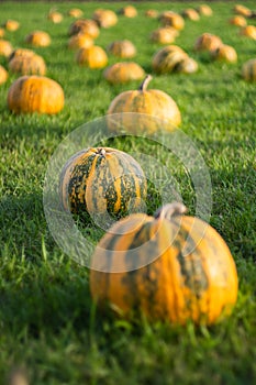 Pumpkin field in a country farm. Autumn landscape.