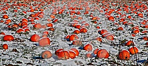 Pumpkin Field