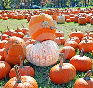 Pumpkin Field