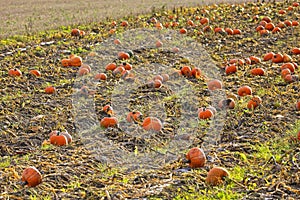 Pumpkin Field in Late Autumn