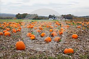 Pumpkin field with a lot of big pumpkins