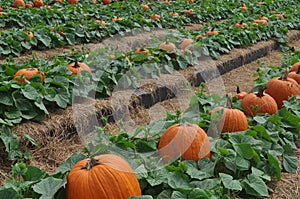 Pumpkin field with lush green leaves