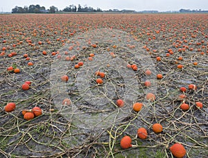 Pumpkin field in the netherlands in the province of groningen near loppersum