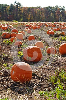 Pumpkin Field ready for Halloween