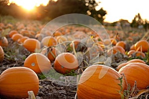 Pumpkin field at sunset