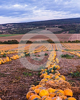 Pumpkin field at sunset. Beautiful landscape in Hungary. Autumn