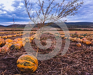 Pumpkin field at sunset. Beautiful landscape in Hungary. Autumn