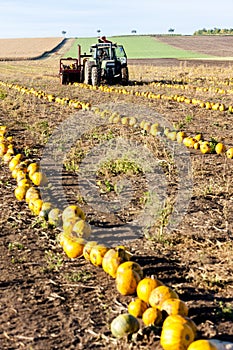 pumpkin field with a tractor during the harvest, Lower Austria