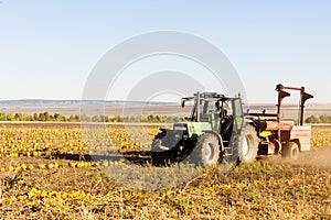 pumpkin field with a tractor during the harvest, Lower Austria