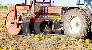 pumpkin field with a tractor during the harvest, Lower Austria