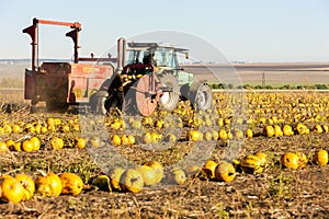 pumpkin field with a tractor during the harvest, Lower Austria