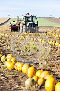 pumpkin field with a tractor during the harvest, Lower Austria