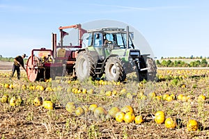 pumpkin field with a tractor during the harvest, Lower Austria