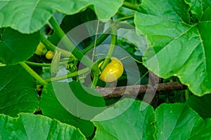 Pumpkin flowA small yellow pumpkin has grown in the garden among the green leavesers and small sweet pumpkin