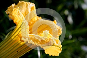 Pumpkin flower