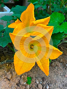 Pumpkin flower, a beautiful yellow flower with pollen on the stamen.