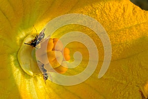 Pumpkin flower and bees