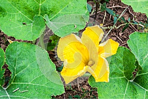 Pumpkin Flower Blooming on Ground