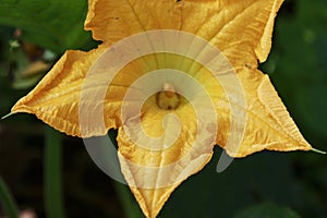 Pumpkin Flower Bud growing in the garden