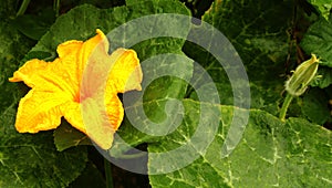 A pumpkin flower with bud and leaves in the farm field