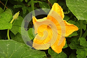 A pumpkin flower with bud and leaves in the farm field